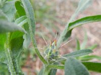 Centaurea solstitialis 7, Zomercentaurie, Saxifraga-Rutger Barendse