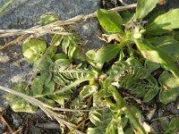 Centaurea solstitialis 8, Zomercentaurie, Saxifraga-Rutger Barendse