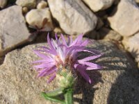 Centaurea spinosociliata 2, Saxifraga-Jasenka Topic