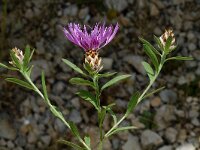 Centaurea splendens 2, Saxifraga-Jan van der Straaten