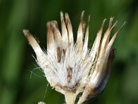 Centaurea stoebe 12, Rijncentaurie, Saxifraga-Sonja Bouwman  909. Rijncentaurie - Centaurea stoebe - Asteraceae familie (i)