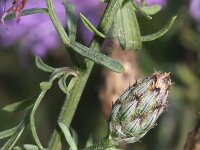 Centaurea stoebe 2, Rijncentaurie, Saxifraga-Rutger Barendse