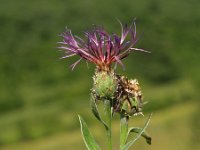Centaurea triumfettii adscendens 1, Saxifraga-Branko Bakan : slike