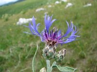 Centaurea triumphetii 2, Saxifraga-Jasenka Topic