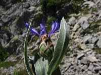 Centaurea triumphetii 6, Saxifraga-Jasenka Topic