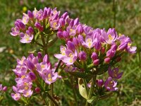 Centaurium erythraea 47, Echt duizendguldenkruid, Saxifraga-Hans Grotenhuis