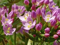 Centaurium erythraea 48, Echt duizendguldenkruid, Saxifraga-Hans Grotenhuis