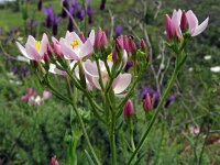 Centaurium erythraea 51, Echt duizendguldenkruid, Saxifraga-Hans Grotenhuis