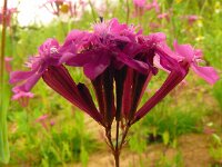 Centaurium erythraea 52, Echt duizendguldenkruid, Saxifraga-Hans Grotenhuis