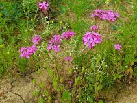 Centaurium erythraea 53, Echt duizendguldenkruid, Saxifraga-Hans Grotenhuis