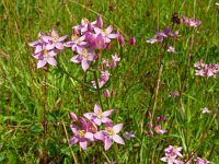 Centaurium erythraea 54, Echt duizendguldenkruid, Saxifraga-Hans Grotenhuis