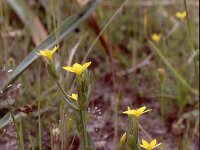 Centaurium maritimum 3, Saxifraga-Rutger Barendse