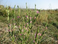 Centaurium spicatum 2, Saxifraga-Jasenka Topic