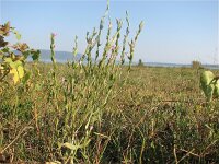 Centaurium spicatum 3, Saxifraga-Jasenka Topic