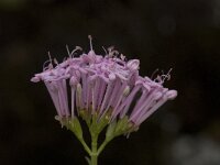 Centranthus angustifolius 10, Saxifraga-Willem van Kruijsbergen