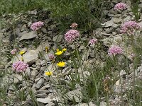 Centranthus angustifolius 11, Saxifraga-Willem van Kruijsbergen