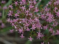 Centranthus angustifolius 2, Saxifraga-Marijke Verhagen