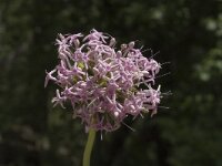 Centranthus angustifolius 3, Saxifraga-Jan van der Straaten