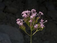 Centranthus angustifolius 4, Saxifraga-Jan van der Straaten