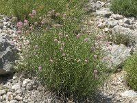 Centranthus angustifolius 5, Saxifraga-Jan van der Straaten
