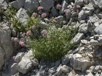 Centranthus angustifolius 6 Saxifraga-Jan van der Straaten