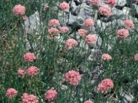 Centranthus angustifolius 7, Saxifraga-Jan van der Straaten