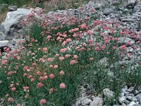 Centranthus angustifolius 8, Saxifraga-Jan van der Straaten