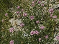 Centranthus angustifolius 9, Saxifraga-Willem van Kruijsbergen