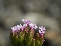Centranthus calcitrapae 2, Saxifraga-Willem van Kruijsbergen