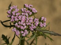 Centranthus calcitrapae 5, Saxifraga-Jan van der Straaten