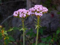 Centranthus calcitrapae 6, Saxifraga-Ed Stikvoort