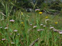 Centranthus calcitrapae 8, Saxifraga-Ed Stikvoort