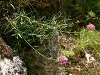 Centranthus lecoqii 1, Saxifraga-Dirk Hilbers