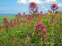 Centranthus ruber 19, Rode spoorbloem, Saxifraga-Ed Stikvoort