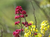 Centranthus ruber 32, Rode spoorbloem, Saxifraga-Bart Vastenhouw