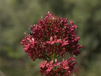 Centranthus ruber 5, Rode spoorbloem, Saxifraga-Willem van Kruijsbergen