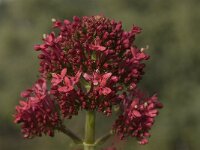 Centranthus ruber 6, Rode spoorbloem, Saxifraga-Willem van Kruijsbergen
