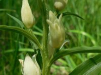 Cephalanthera damasonium 12, Bleek bosvogeltje, Saxifraga-Ed Stikvoort
