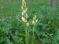 Cephalanthera damasonium 15, Bleek bosvogeltje, Saxifraga-Ed Stikvoort