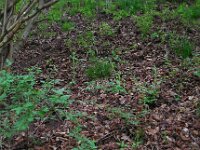 Cephalanthera damasonium 19, Bleek bosvogeltje, Saxifraga-Ed Stikvoort