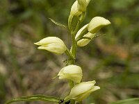 Cephalanthera damasonium 2, Bleek bosvogeltje, Saxifraga-Marijke Verhagen