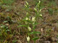 Cephalanthera damasonium 26, Bleek bosvogeltje, Saxifraga-Dirk Hilbers