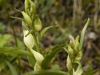 Cephalanthera damasonium 3, Bleek bosvogeltje, Saxifraga-Marijke Verhagen