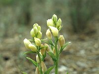 Cephalanthera damasonium 37, Bleek bosvogeltje, Saxifraga-Jan van der Straaten