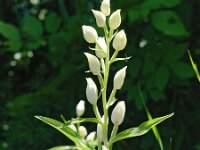 Cephalanthera damasonium 8, Bleek bosvogeltje, Saxifraga-Hans Dekker