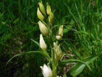 Cephalanthera damasonium 9, Bleek bosvogeltje, Saxifraga-Ed Stikvoort