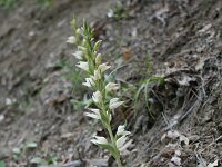 Cephalanthera epipactoides 2, Saxifraga-Dirk Hilbers