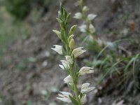 Cephalanthera epipactoides 3, Saxifraga-Dirk Hilbers