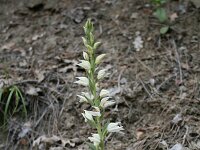 Cephalanthera epipactoides 5, Saxifraga-Dirk Hilbers
