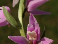 Cephalanthera kurdica 3, Saxifraga-Hans Dekker
